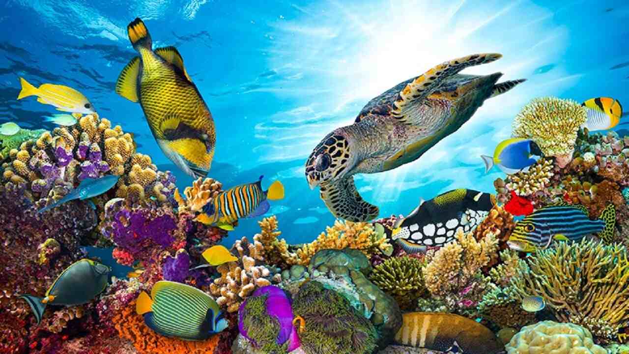 The Great Barrier Reef – Australia | Travel Guide