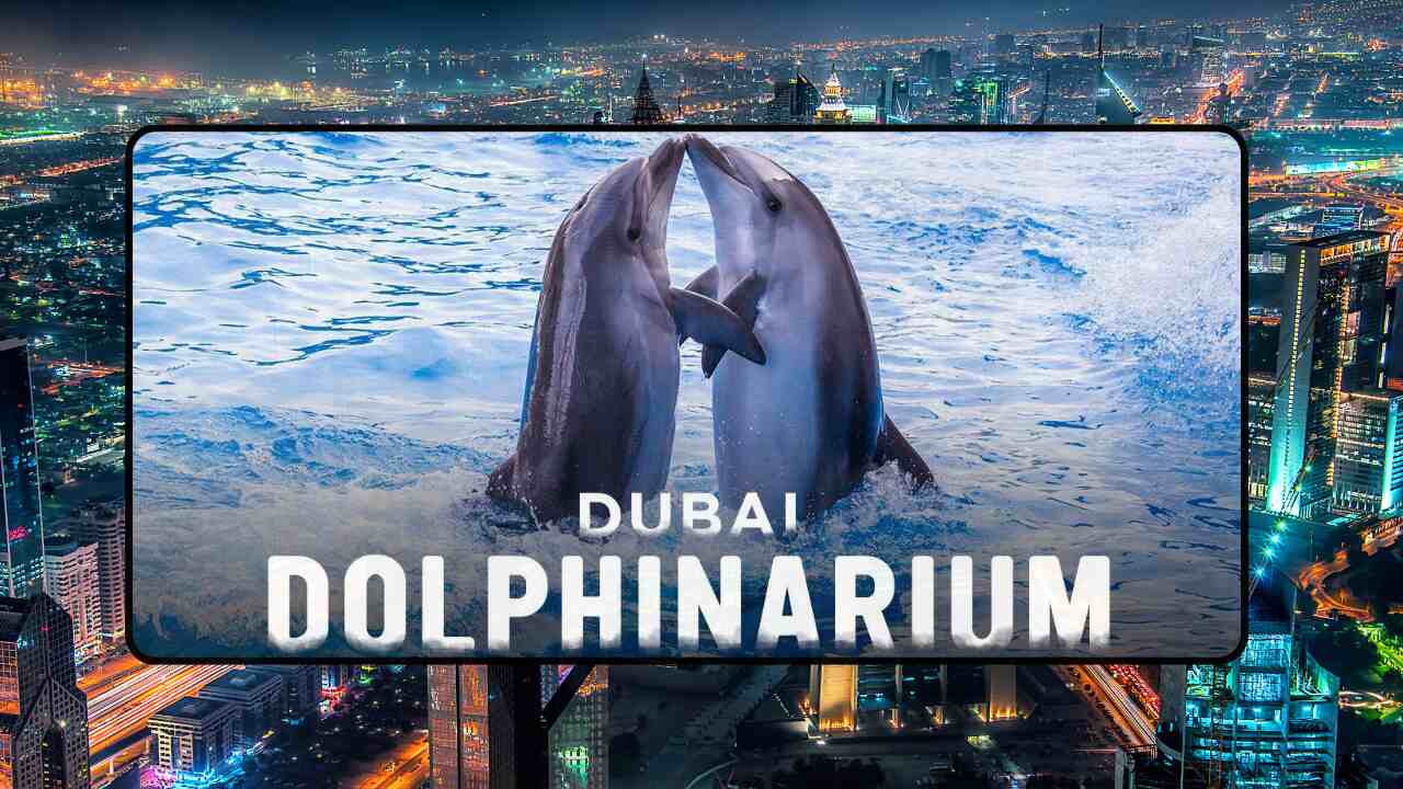 Complete Guide to Dubai Dolphinarium | Dolphin Show Dubai